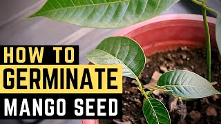 How to Germinate Mango Seed  PH [upl. by Gabbie]