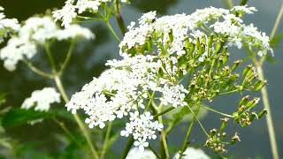 Cow Parsley Anthriscus sylvestris By The Avon River [upl. by Steel]