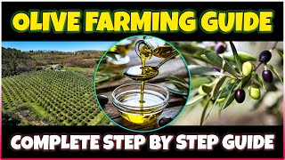 Olive Farming and Olive Oil Production  Comprehensive Olive Cultivation Guide [upl. by Rovner]