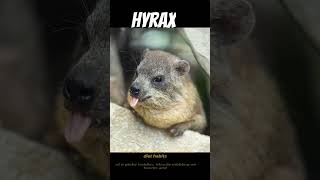 The Hyrax Natures Vampire Potato hyrax animals nationalgeographic comedy [upl. by Ayojal]