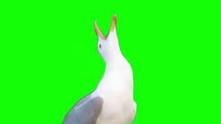 seagull meme green screen STABILIZED [upl. by Winfrid]