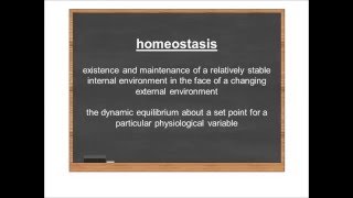 Homeostasis Video 2 Homeostasis Defined [upl. by Avon725]