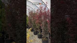 Giant Acer palmatum Twomblys Red Sentinel Columnar Japanese Maples at MrMaplecom [upl. by Sitnerp169]