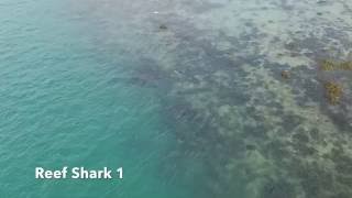 Reef sharks and Rays at Terumbu Pempang Laut [upl. by Nawj]