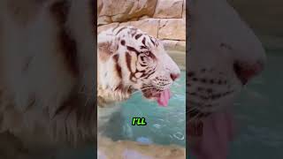 Why is the tiger doing this😱animals shorts [upl. by Kinom]