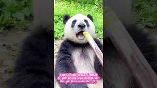 Panda🐼 Ailuropoda melanoleuca  animals viralvideo cute panda viralshorts lewatberandayt [upl. by Akinot]