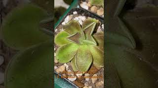 Pinguicula x Weser [upl. by Nauqes]