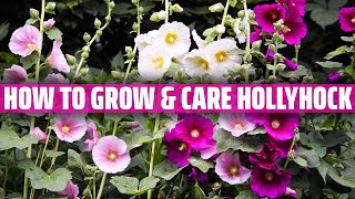 How to grow hollyhocks from seed [upl. by Ymmat412]