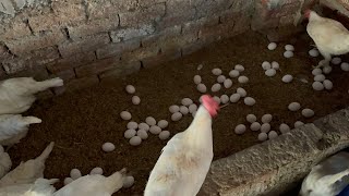 Poultry farming Business  Free Rnage White Hen Poultry Farming BAHOO FARM [upl. by Ahsiuq507]