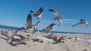 MOM SLEEPS THRU SEAGULL ATTACK PRANK [upl. by Keg84]