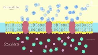 Generation and Conduction of Nerve Impulse  Simplified  Class 11  NCERT Biology neet biology [upl. by Brocky]