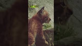 Baby Eurasian Lynxes lynx animals wildlife shorts shortvideo [upl. by Rosamund512]