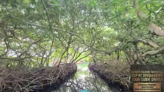 Mangrove Tunnels Tour Explore Further into Roatan amp The Bay Islands of Honduras Pirate History [upl. by Htir]