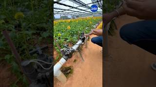 Polyhouse agriculture naturefarming farmer agritechnology automobile plants [upl. by Laith]