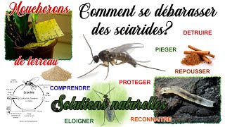 Comment se débarrasser des moucherons qui envahissent vos plantes d interieur Alerte sciarides [upl. by Diskson]