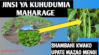 HUDUMA MUHIMU KATIKA ZAO LA MAHARAGE [upl. by Eada]