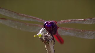 How Do Dragonflies See the World  Animal Super Senses  BBC Earth [upl. by Einuj]