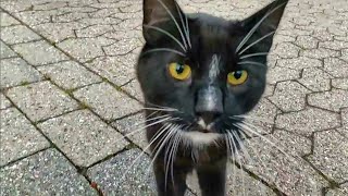 CUTEST TUXEDO CAT Petting A Stranger Black White CAT Rolls At End Of Video [upl. by Chere]