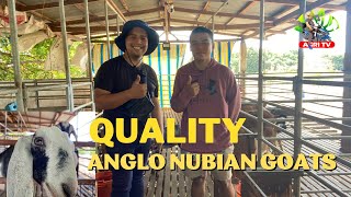 ANGLO NUBIAN GOATS SA MALASIQUI PANGASINAN [upl. by Immac]