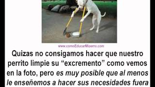 Cómo Educar A Un Perro Para Ir Al Baño  Fácil Cómo Enseñar al Perro a hacer sus Necesidades Afuera [upl. by Placidia]