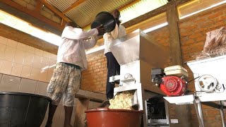 Flambée du prix du blé au Cameroun  la farine de manioc une alternative locale aux céréales [upl. by Ayama]