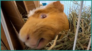 Guinea pigs being weird [upl. by Anitel]