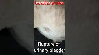 Rupture of urinary bladder in calfPKtrendinvillagelifechannelfunnyvillagelifecow [upl. by Yeltsew]