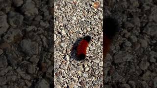 Woolly Bear Caterpillar [upl. by Yra]