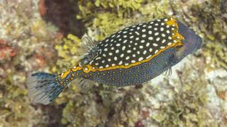 Facts About Boxfish [upl. by Clementi]