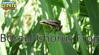 Boreal Chorus Frog Calls Iowa DNR [upl. by Destinee]