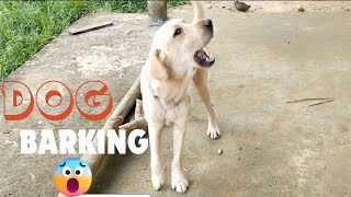 Golden Retriever Barking Sound  dog barking [upl. by Sanfo]