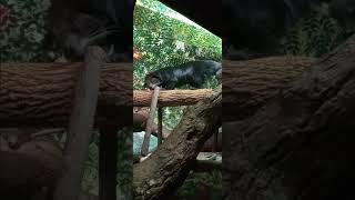 Bearcats at the cincinnati zoo animal bringingthezootoyou [upl. by Luz]