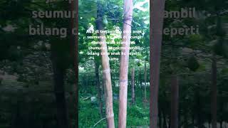 Anjay song sorts petani petanimuda labusiam gerimislabusiam [upl. by Germin226]