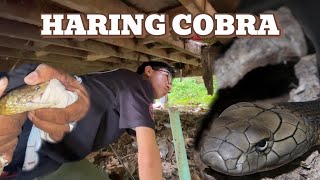 DUMUNGAW NA COBRA AT KING COBRA SA UNISAN cobraprince vlog kingcobra [upl. by Gale635]