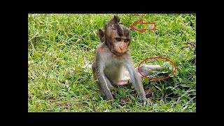 Broken legs baby MONKEY his life nearly death [upl. by Brabazon]