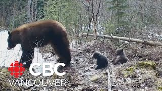 Tiny bear cubs emerge from winter hibernation [upl. by Peale]