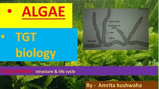 ALGAEscytonemastructurelife cycle [upl. by Nagah188]