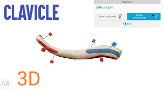 Clavicle Bone Osteology And Muscles Attachment 3D  Easy Trick To Remember Clavicle Bone [upl. by Erdah]