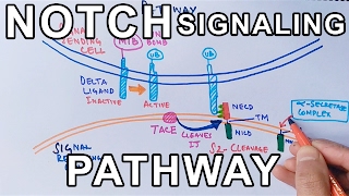 Mechanism of NOTCH SIGNALING PATHWAY [upl. by Ycniuqed]