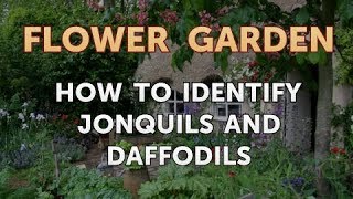 How to Identify Jonquils and Daffodils [upl. by Ashatan900]