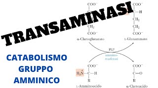 Transaminasi biochimica transaminazione gruppo amminico [upl. by Kaufmann]