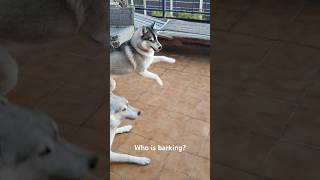 Husky morning barking routine siberianhusky huskyhouse huskyhowling cute funnyhusky [upl. by Miza]