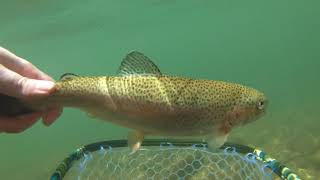 Fly Fishing at Harmans Cabins WV [upl. by Martino]