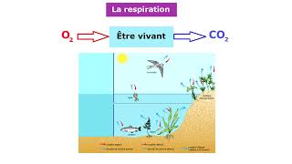 La respiration dans différents milieux 1AC [upl. by Demona91]