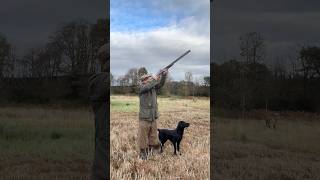 Driven Shooting with Labrador Retriever Gundog dog shotgun [upl. by Jeavons]