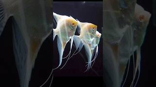 Beautiful albino Angelfish shorts short angelfish [upl. by Allez]