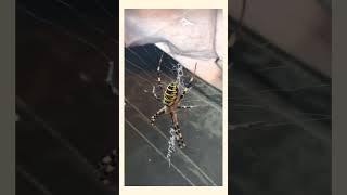 Argiope aurantia yellow garden spider [upl. by Ettenad5]