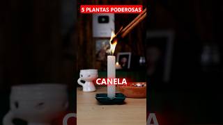 Quema estas 5 Plantas y sorprendete de los resultados 🔥🌿 [upl. by Neelrahs]