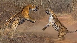 Tiger fighting in ranthambore national park [upl. by Bennion272]