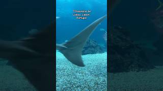 📍Oceanario de Lisboa Lisbon Portugal… travel shorts shortsvideo aquarium lisboa portugal [upl. by Nnire]